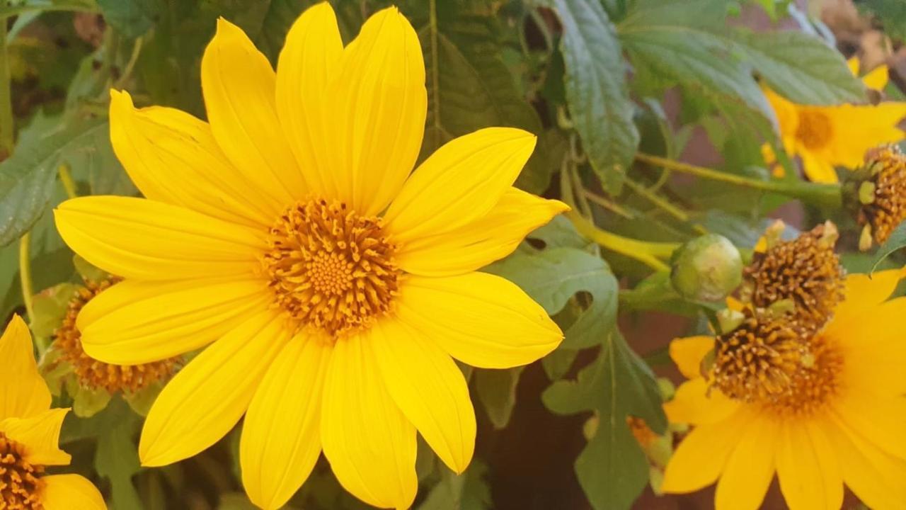 Finca Maracuya El Paso Kültér fotó